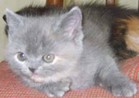 Кошечка голубокремовая и котик черный  экзоты Москва