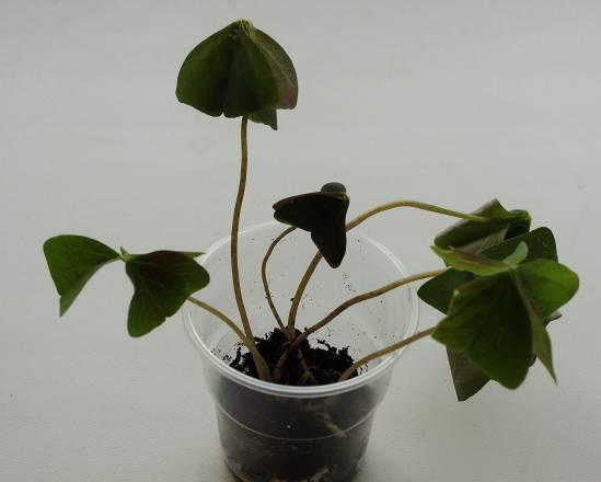 Кислица декоративная (Oxalis) Санкт-Петербург