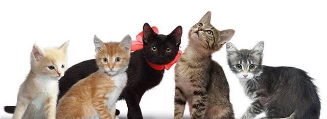 Котята, кошки из Roddomcat в добрые руки Москва