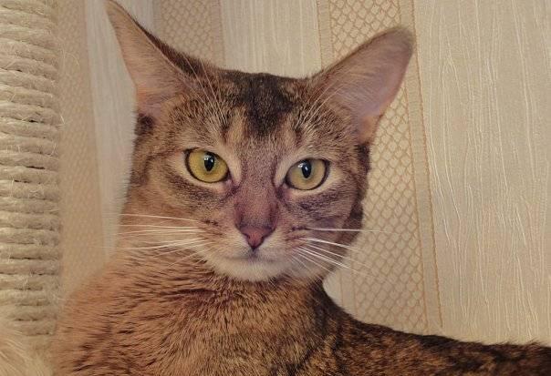 Ищу кота для вязки Казань