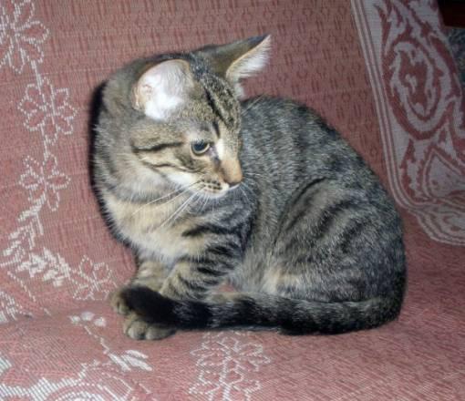 Котенок ждет любящее сердце Санкт-Петербург