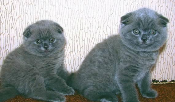 Шотландская  вислоухая  кошечка окрас голубой Москва