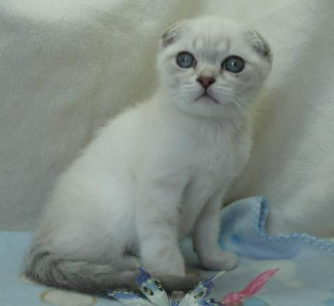 Голубой линкс-скоттиш-фолд котик Санкт-Петербург