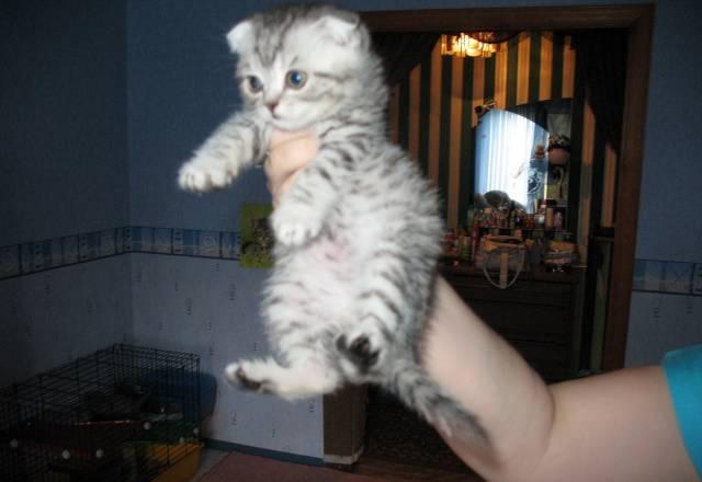 Вислоухий шотландский котик вискас Москва