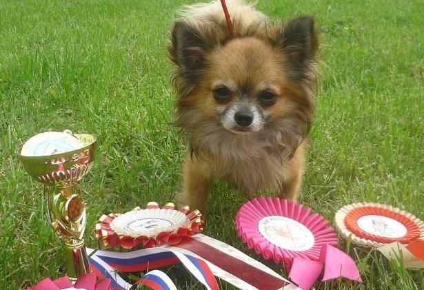 Мини чебурашки от чемпиона Европы-2010 Москва