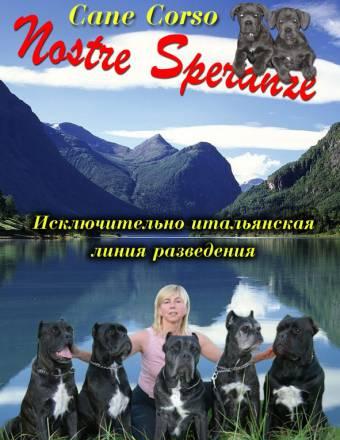 Щенки кане корсо Москва