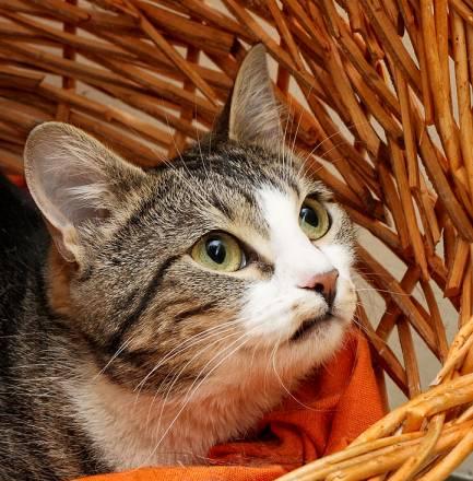 Уникальная кошка Уника. 1,5 года.Ласковая, игривая Санкт-Петербург