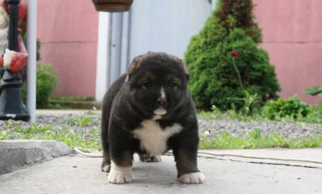 Щенки кавказской овчарки Москва