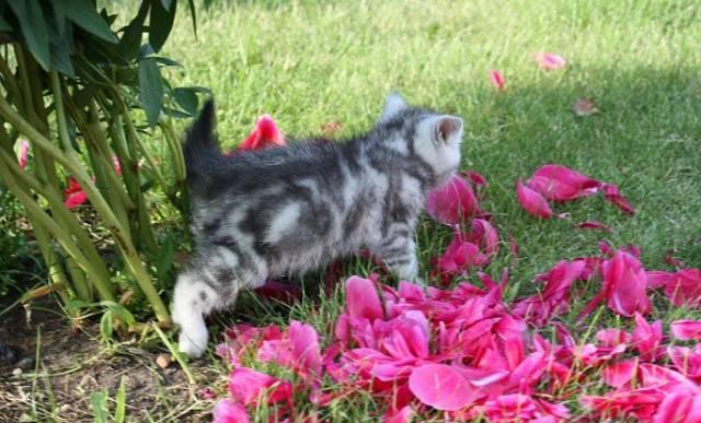 Британский котик 2 мес. г.Ивантеевка Москва
