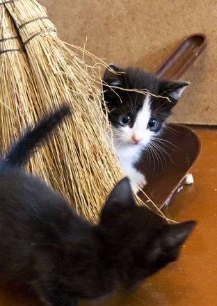 Котята-мальчики Омск
