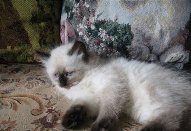 Невские маскарадные котята Москва