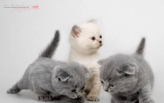 Шикарные британские котята Москва