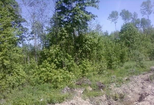 Участок в Радофинниково Санкт-Петербург