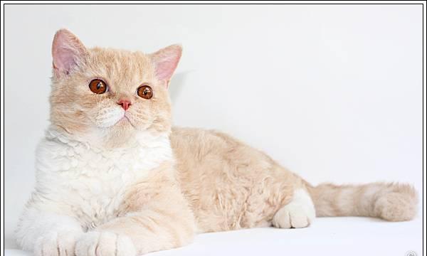 Котята селкирк-рекс Пенза