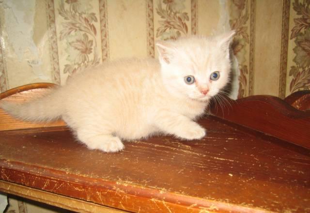 Британский кремовый котёнок,1,5 месяца. Клубный, с Москва