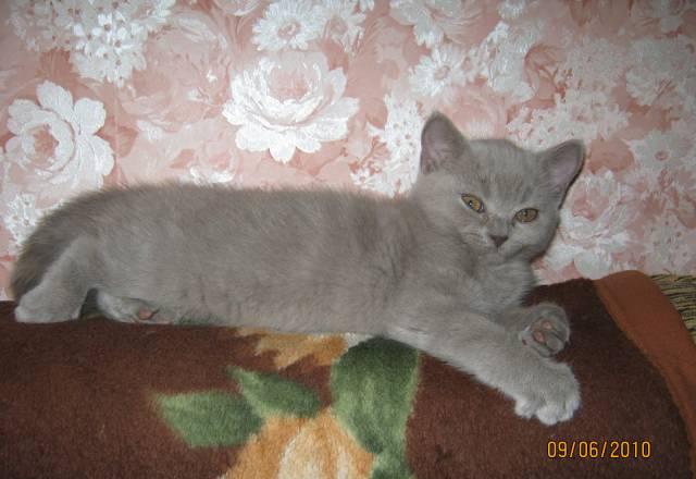 Шотландские котята Челябинск
