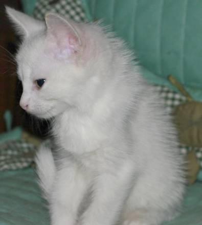 Белый котенок, мальчик, в дар, 1,5 месяца Москва
