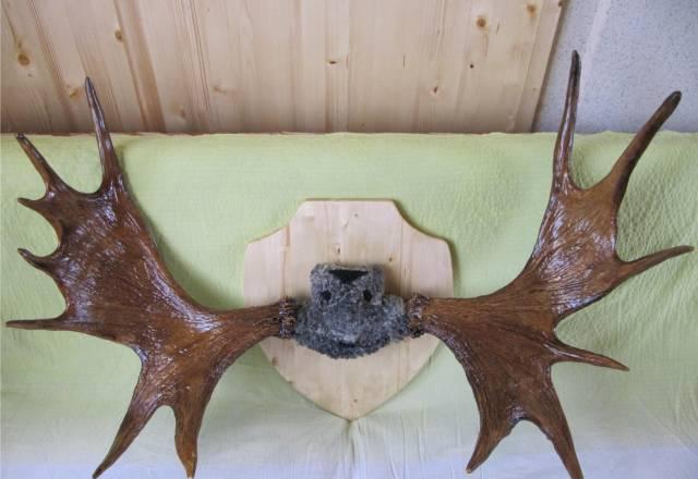 Продам рога лося Москва