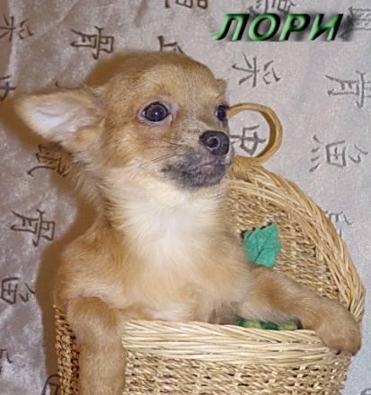 Щенок Чихуахуа (д/ш) Москва