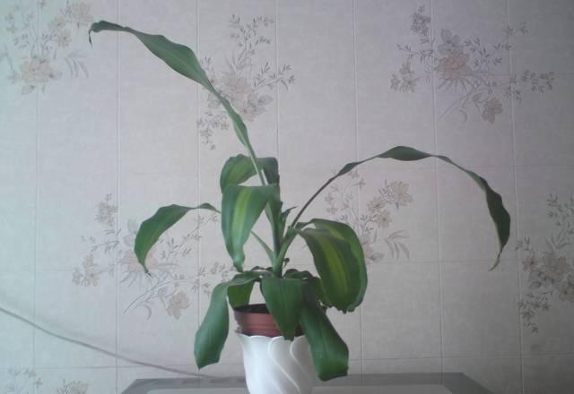 Драцена  Душистая (Dracaena Fragrans) Москва