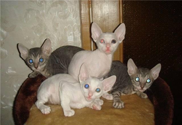 Корниш-Рекс - великолепные котята Москва