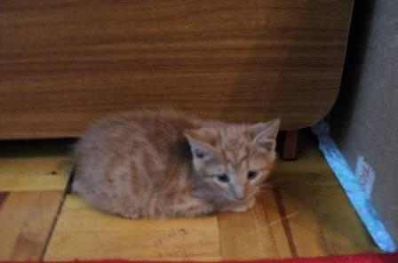 Четыре маленьких котенка ждут добрых хозяев Нижний Новгород