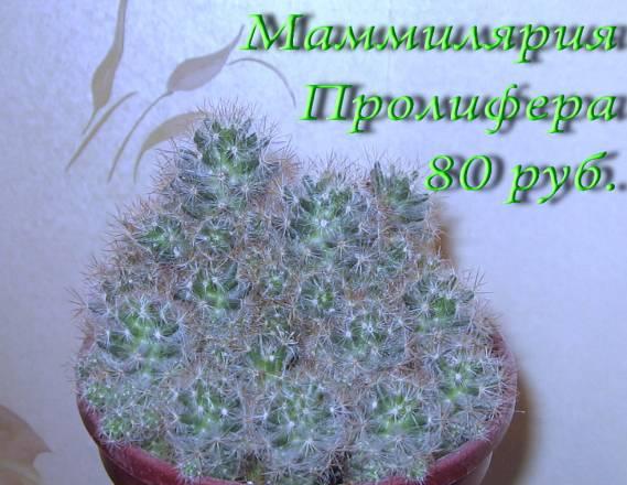 Кактусы маммилярия Пролифера Москва