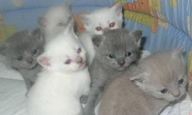 Котята британской короткошерстной Санкт-Петербург