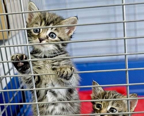 Котята в добрые руки Санкт-Петербург