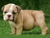 Два Cute Английский бульдог щенки для Свободный Москва