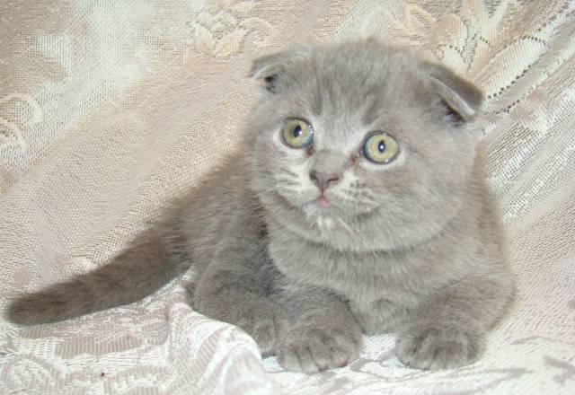 Шотландские вислоухие котята (коты) Москва