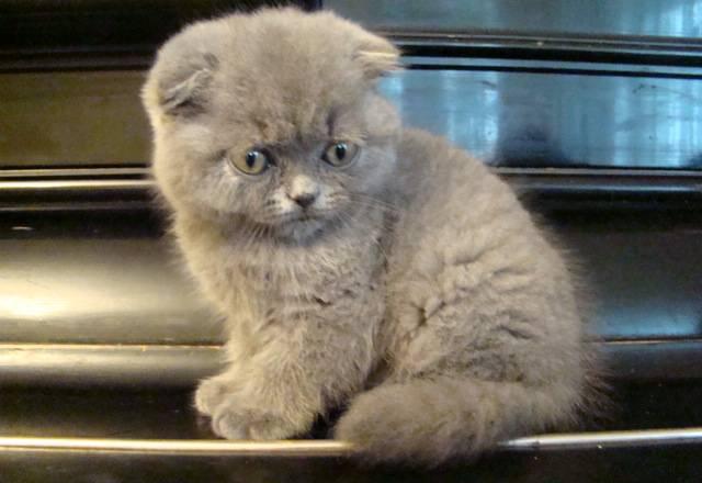 Шотландская вислоухая кошечка-2,5 месяца Москва