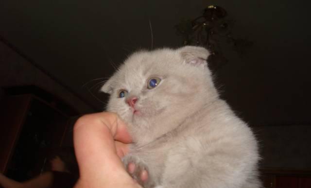 Котята Волгоград