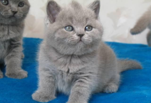 Роскошные голубые котята девочки Москва