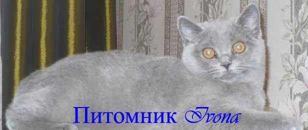 Продается британская кошечка Москва