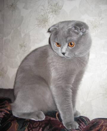 Шотландский вислоухий кот приглашает на вязку Звенигород
