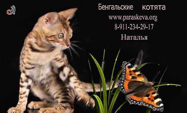 Бенгальские котята, бенгальские кошки Санкт-Петербург