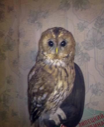 Чучела птиц Москва