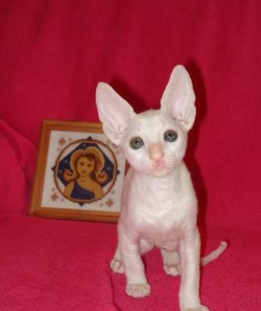 Белый золотоглазый котенок корниш рекс Красноярск