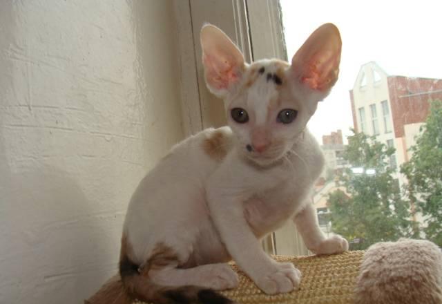 Котята корниш рекс Ярославль