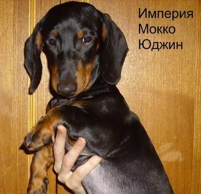 Щенок таксы стандартной г/ш Шоу класса Москва