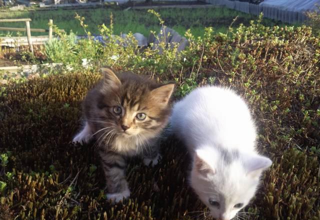 Котенок Санкт-Петербург