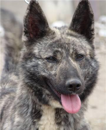 Тигровый красавец Айк в Дар Москва