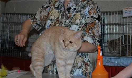 Котик скоттиш-страйт приглашает на вязку Ульяновск