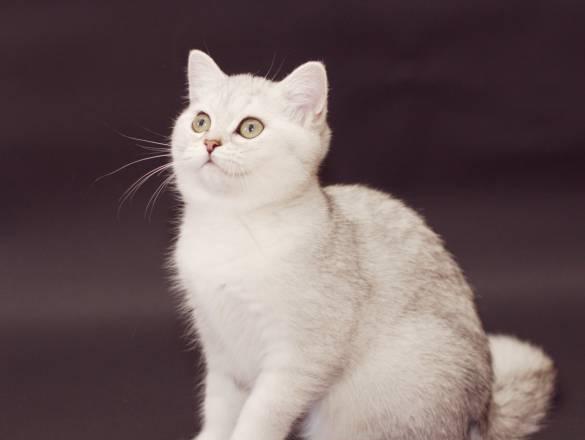 Британские котята окрас- серебристые шиншиллы Санкт-Петербург