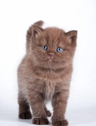 Клубные котята с родословной Москва
