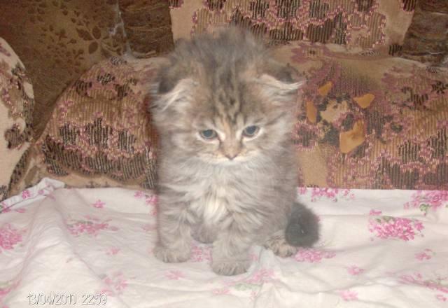 Котята из питомника эксклюзивного окраса Подольск