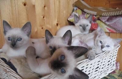 Продаются Тайские (старосиамского типа) котята Москва