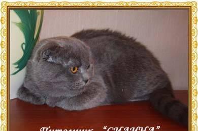 Шотландская вислоухая плюшевая  принцесса Москва