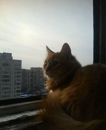 Отдам кота Санкт-Петербург